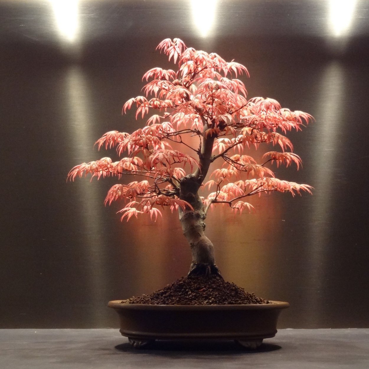 Acer palmatum 'Crimson Queen'