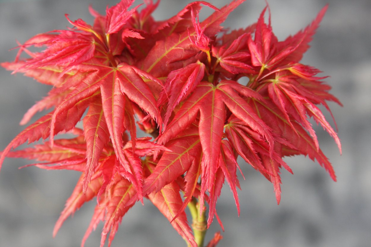 Бонсай Acer palmatum