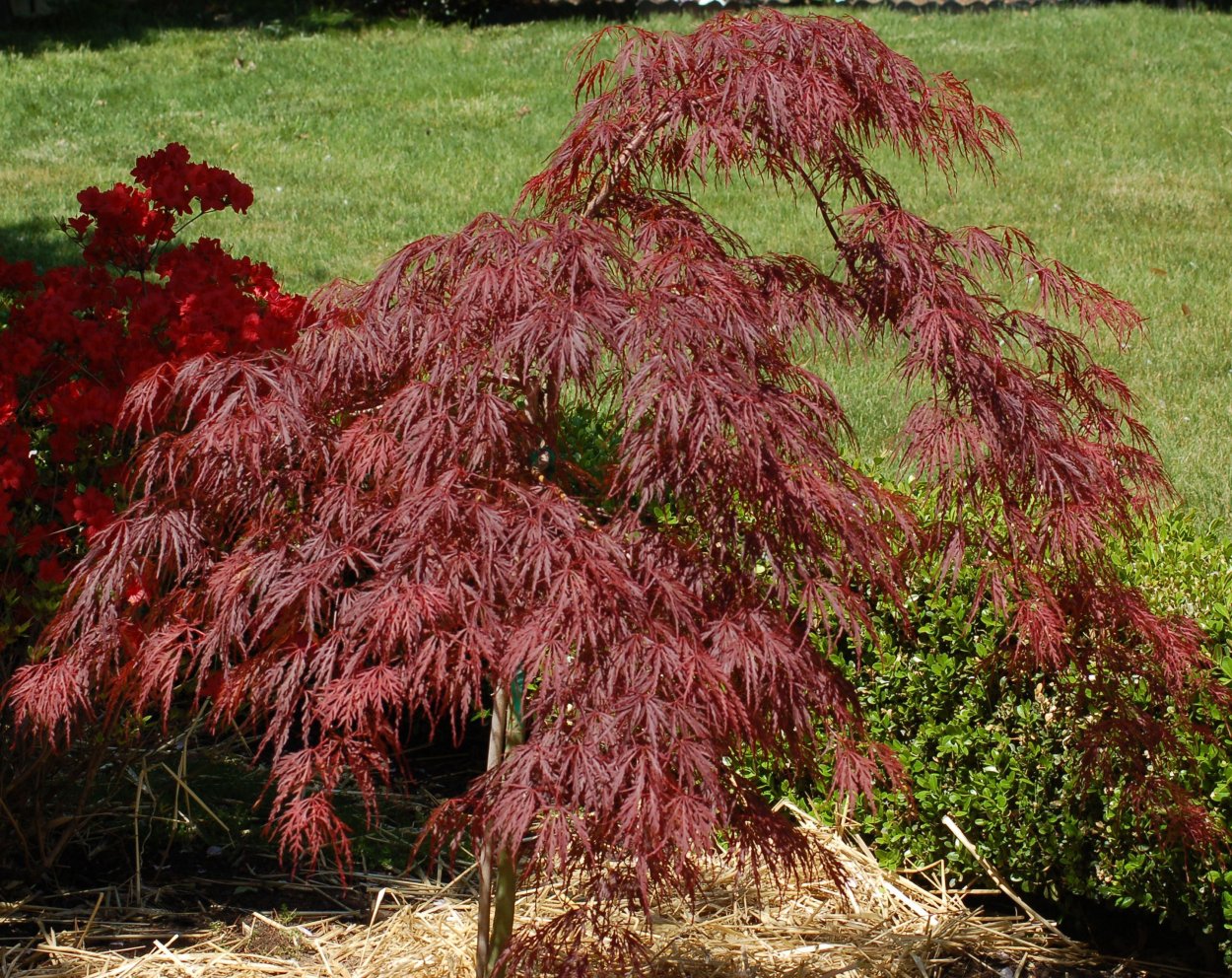 Клен японский веерный Acer palmatum
