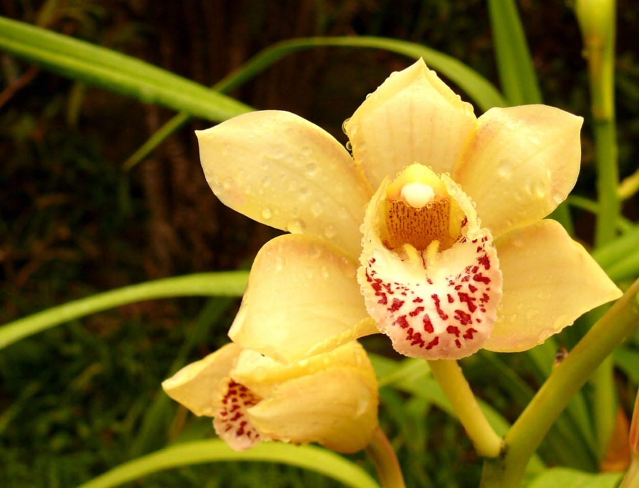 Калипсо луковичная