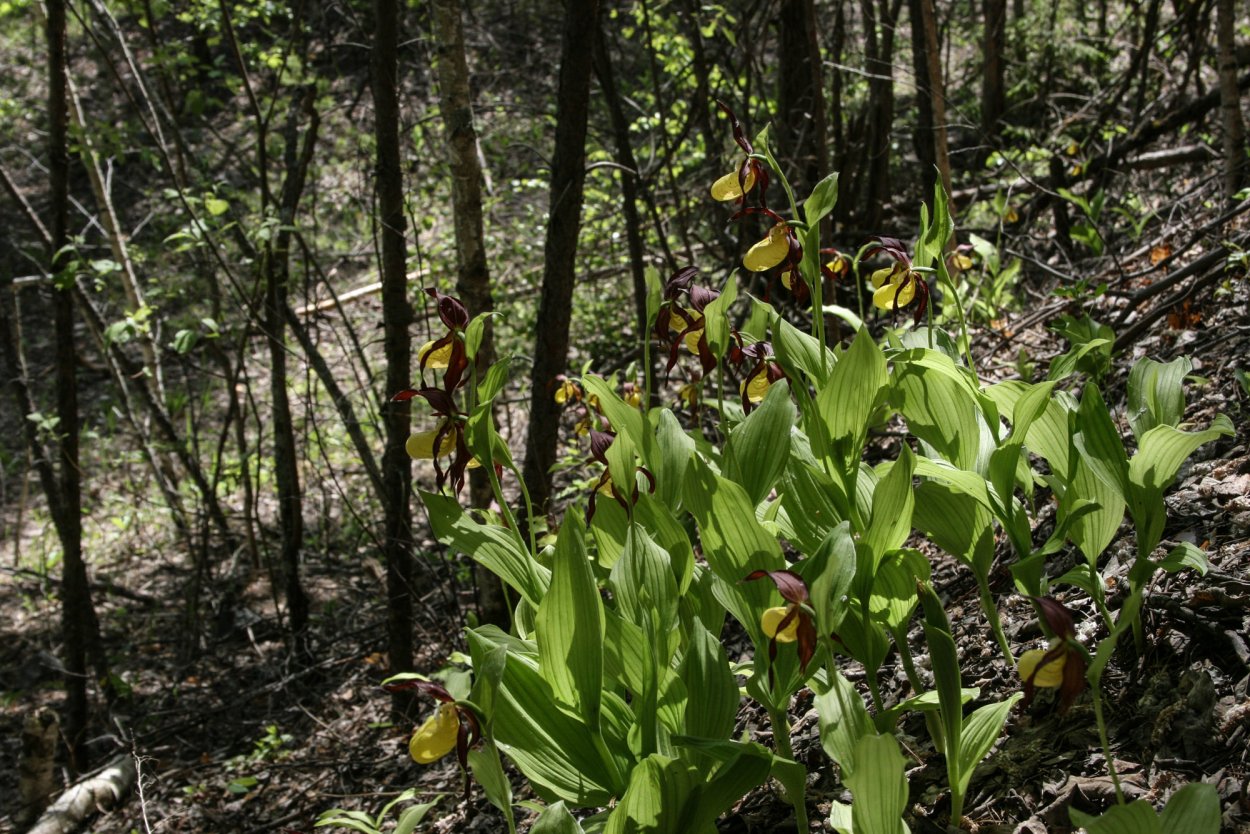 Амазонская Орхидея
