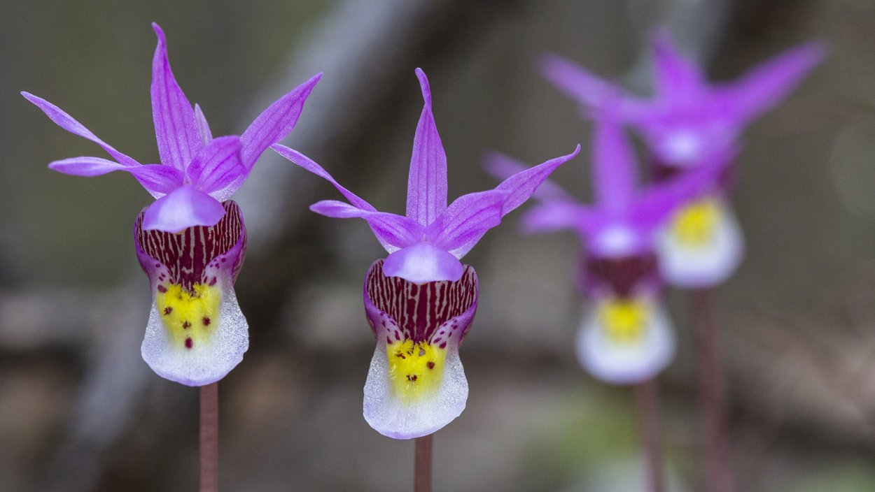 Calypso bulbosa