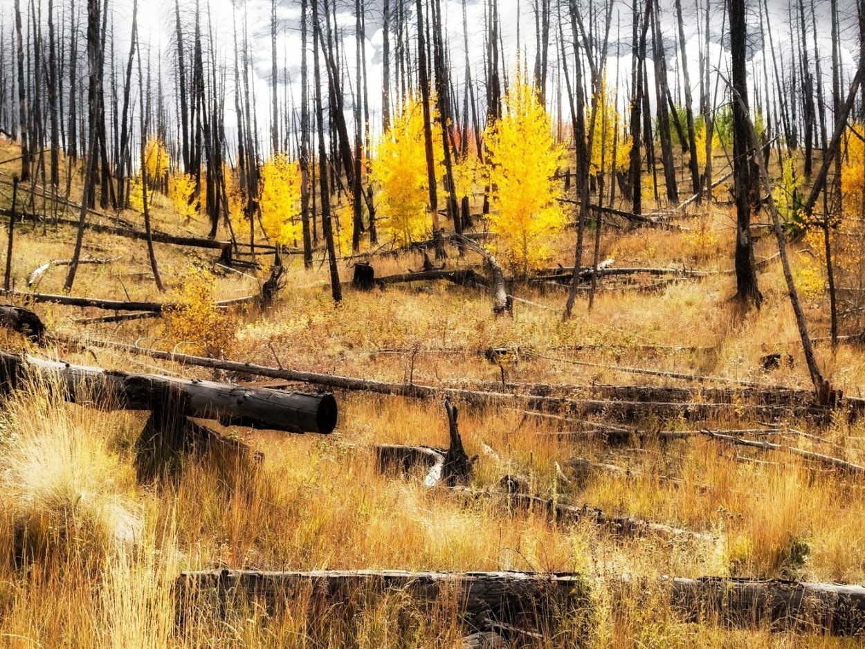 Сухостой картинки