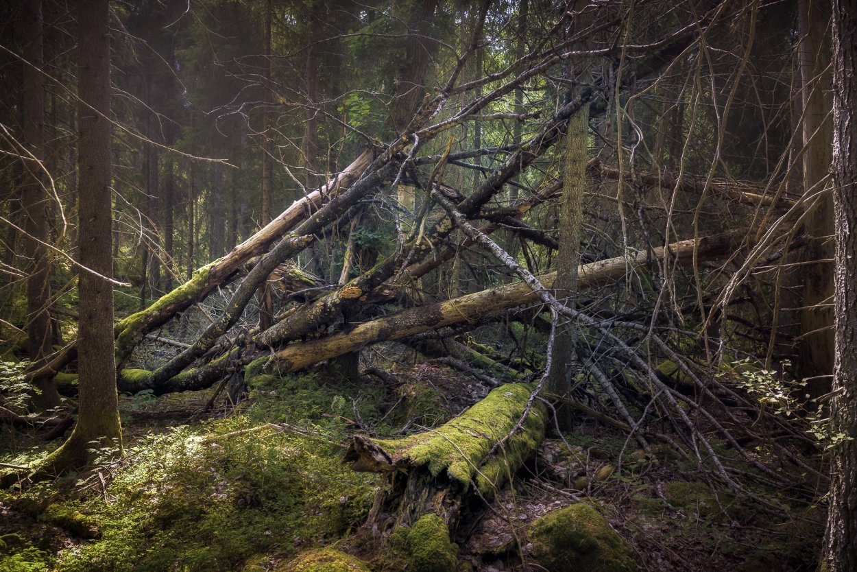 Шишкин бурелом