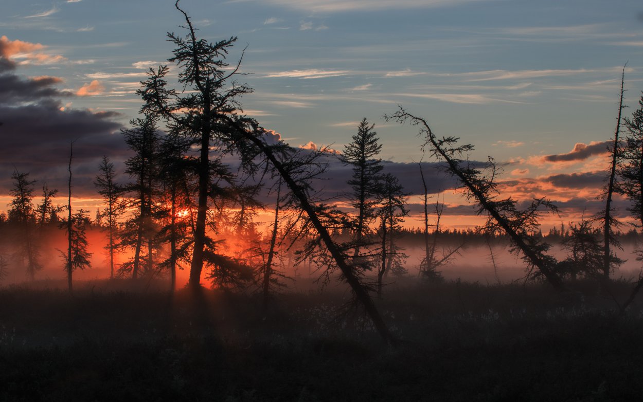 Тайга закат