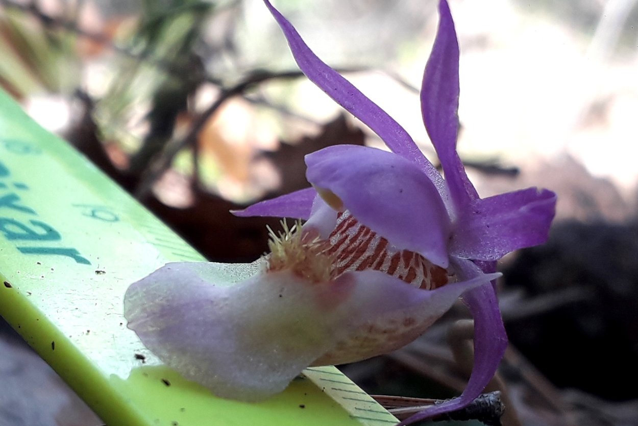 Цветок Калипсо луковичная