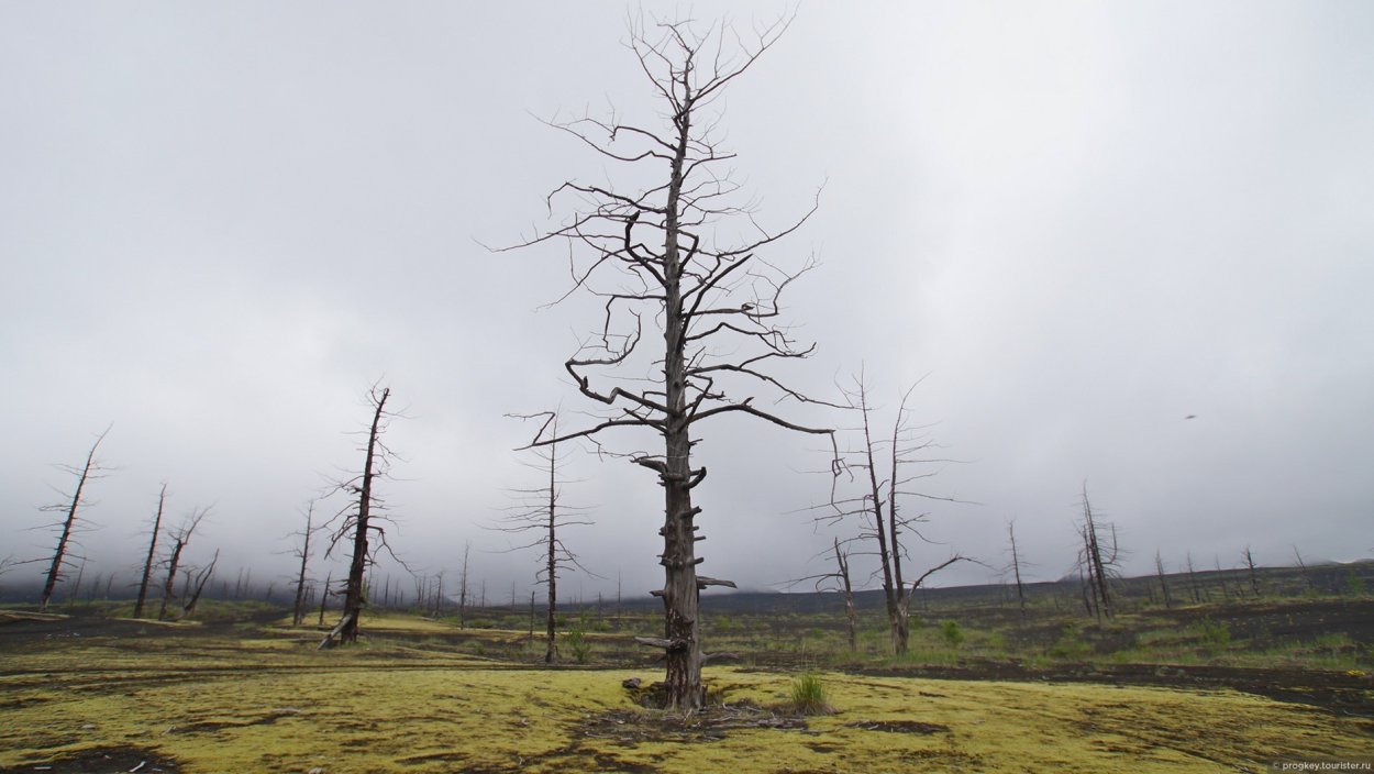 Ключевской природный парк мертвый лес