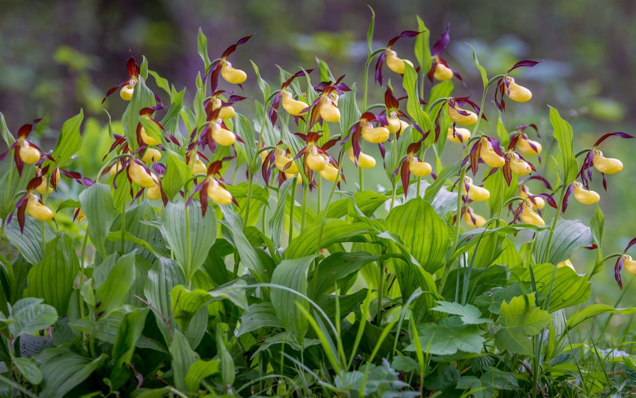 Соцветие фаленопсиса