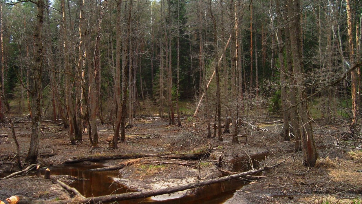 Сухой лес