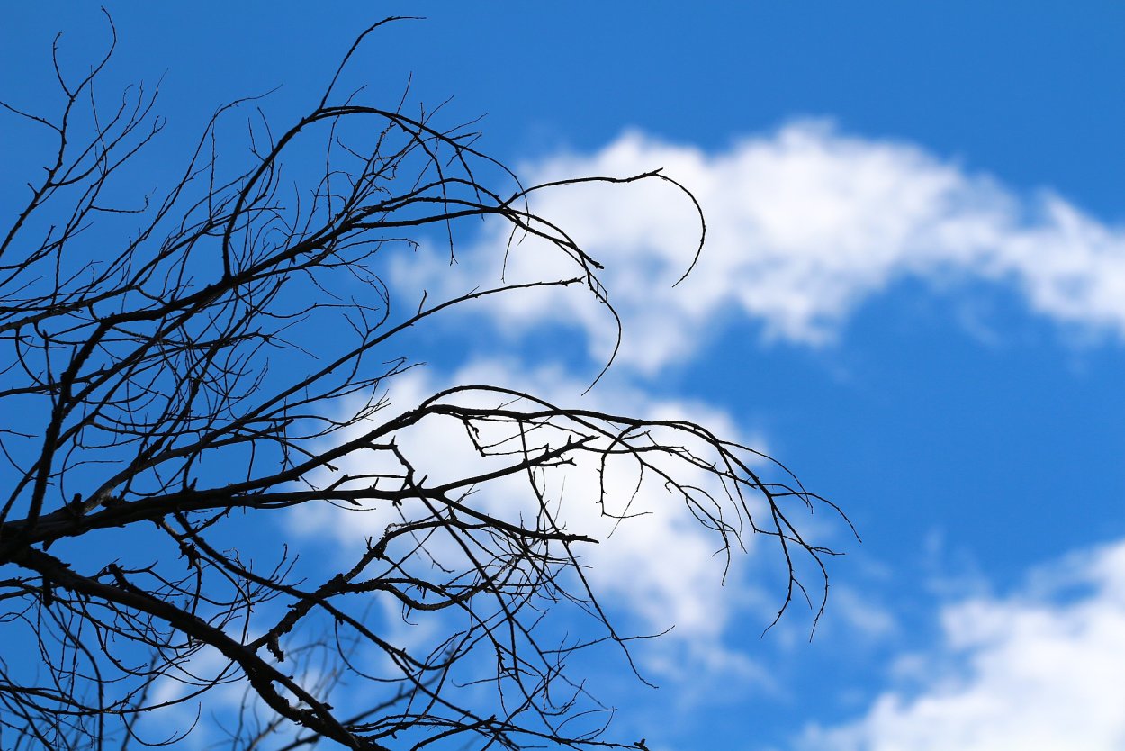 Ветка дерева