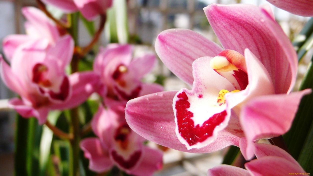 Цветы небо орхидеи