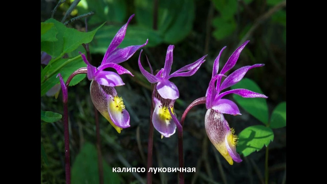 Орхидея Калипсо луковичная