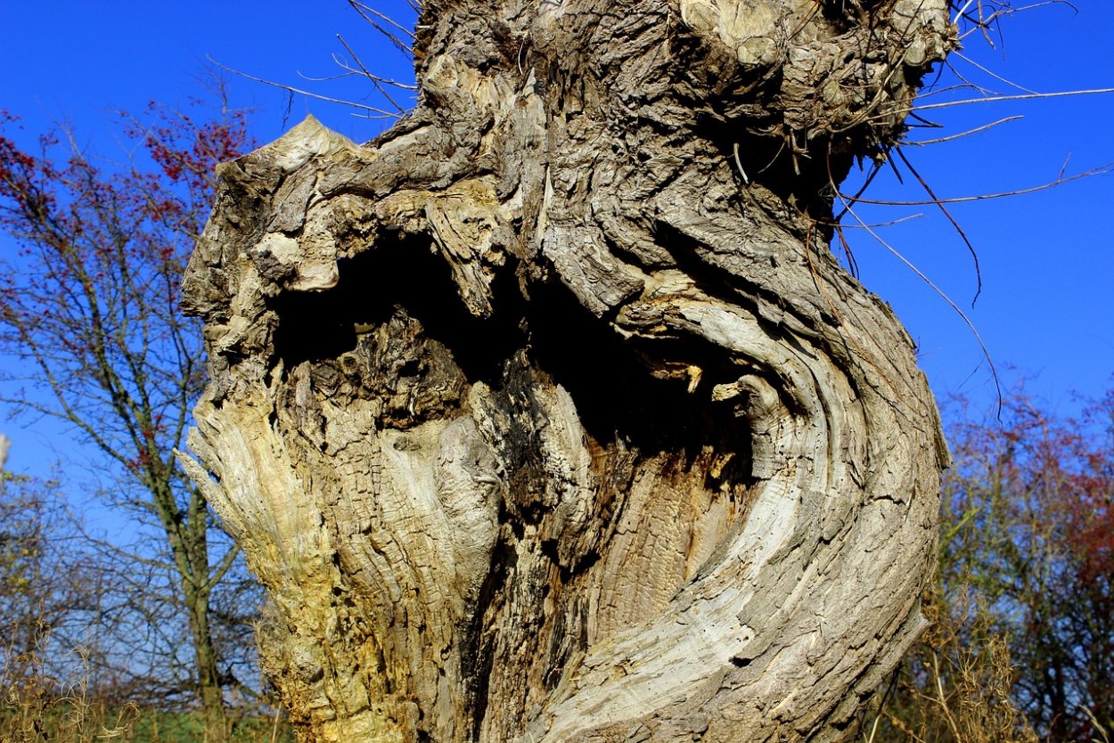 Сухостой трава