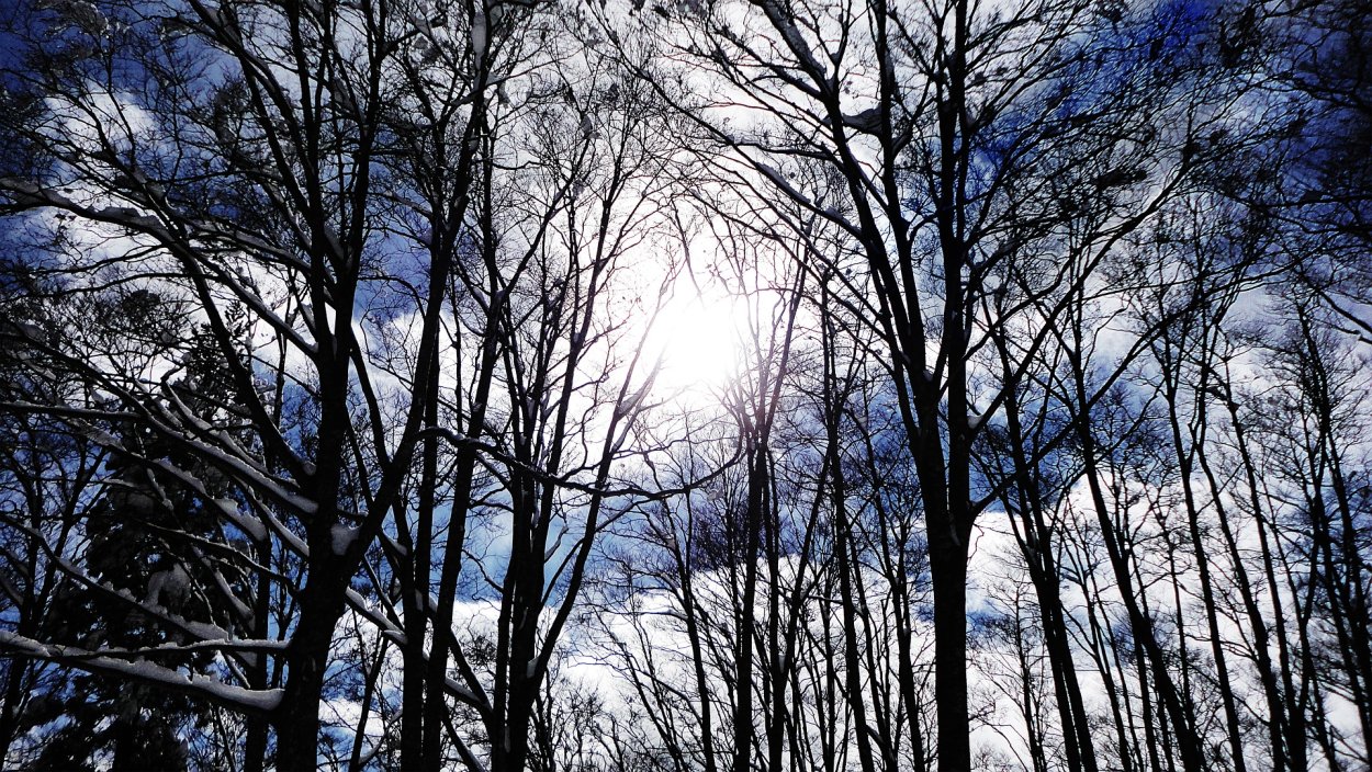 Лиственница сухостой