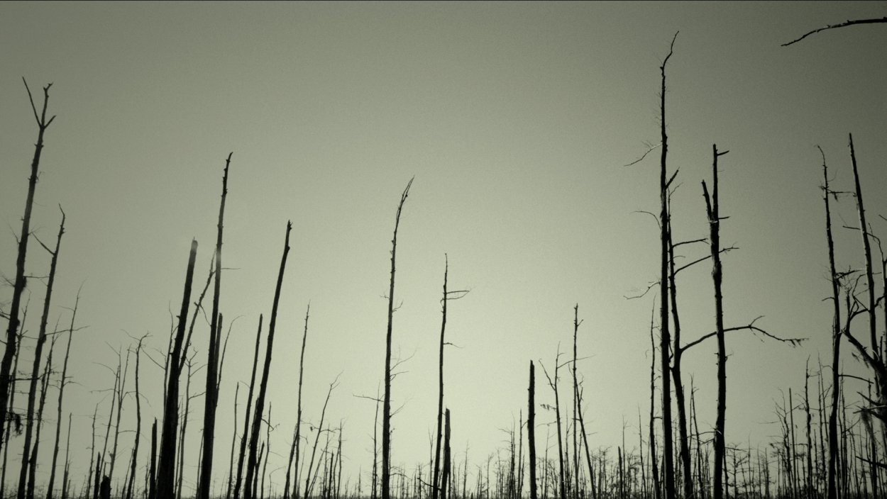 Мертвый лес