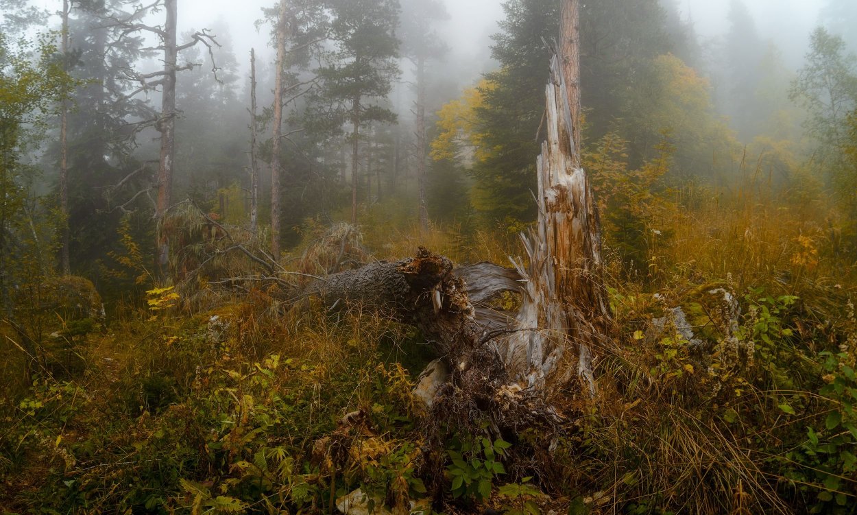 Высохшие деревья