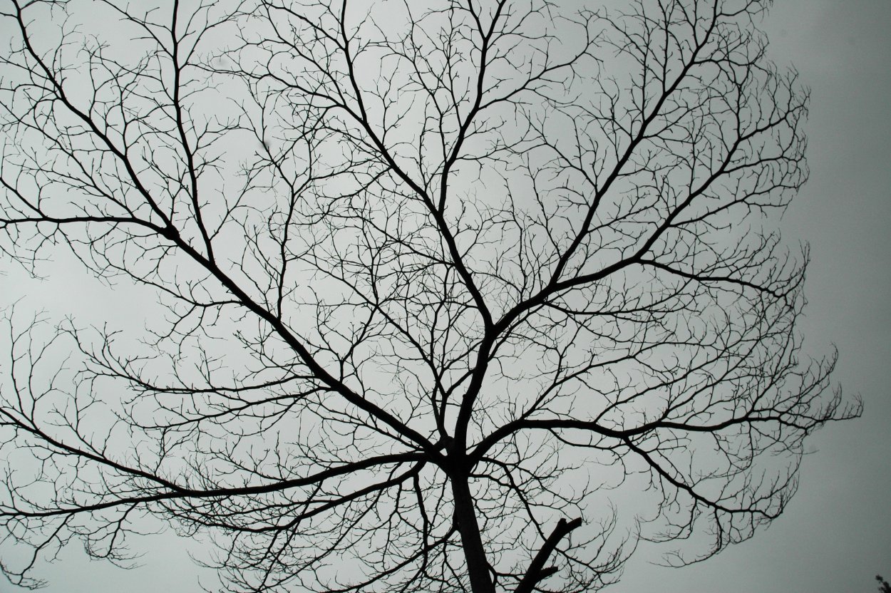 Гербарии из гипса Рейчел Дейн