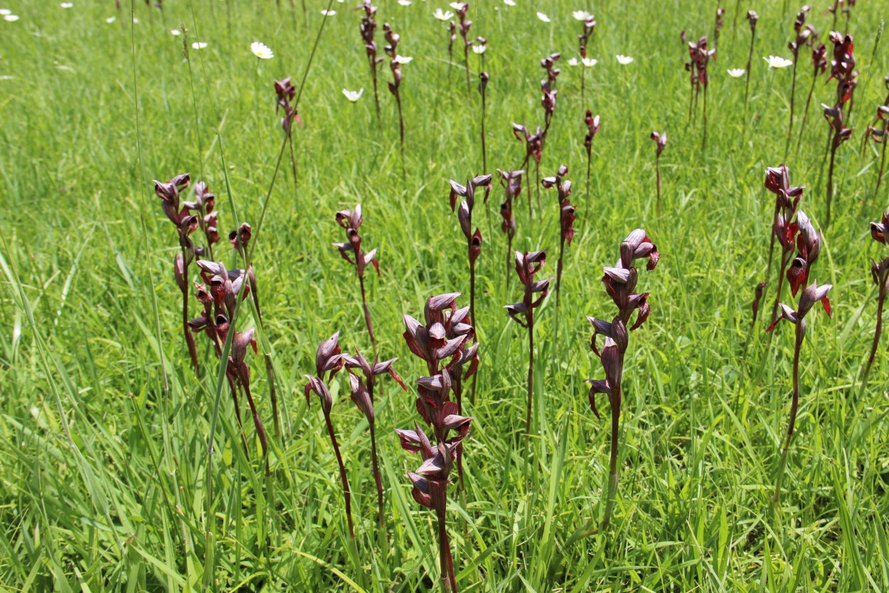 Орхидея Калипсо