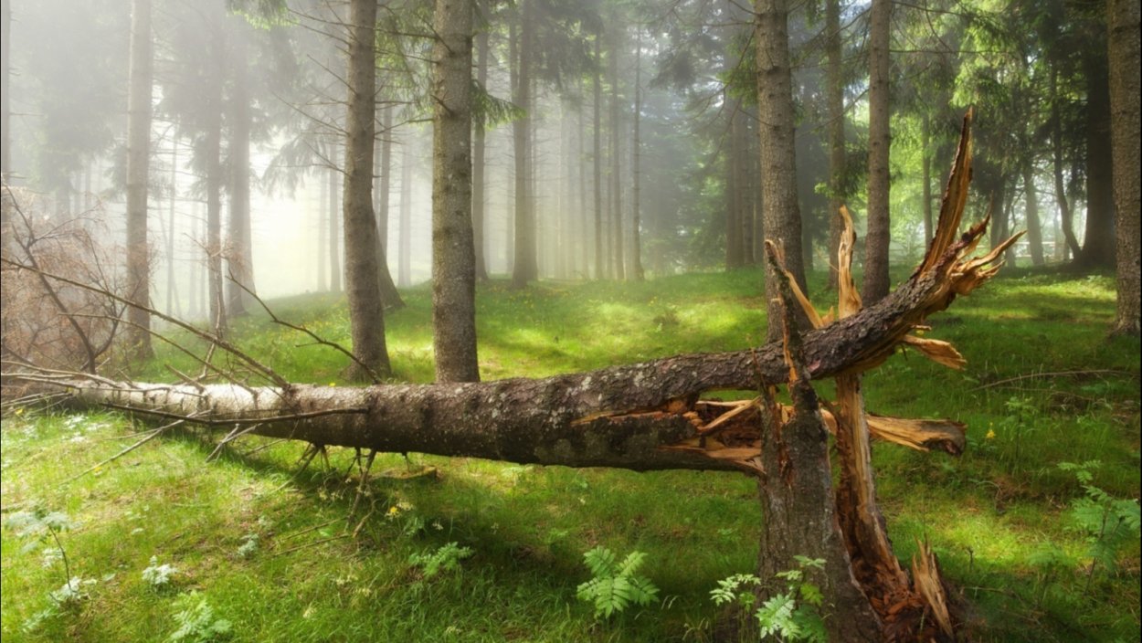 Засохшее дерево