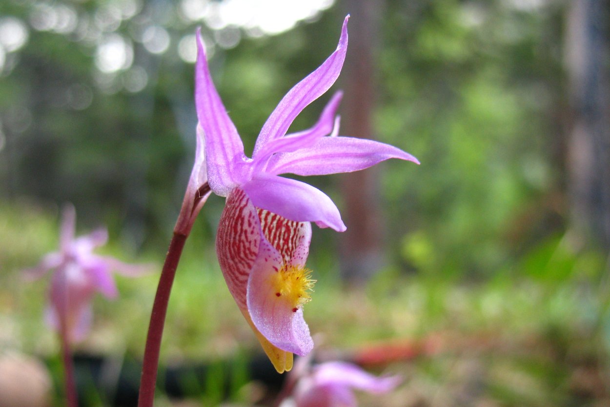 Полевые цветы похожие на орхидею