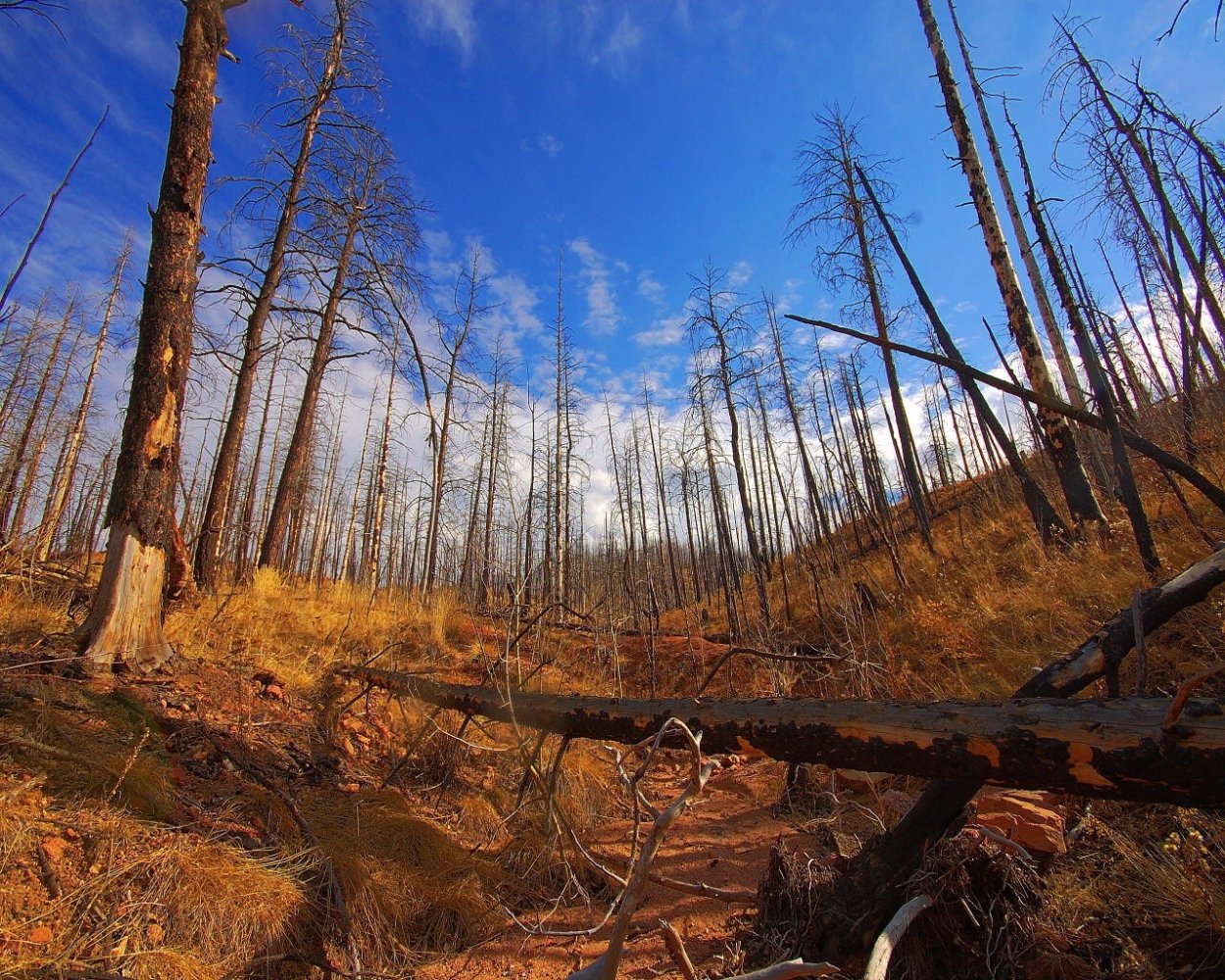 Высохший лес