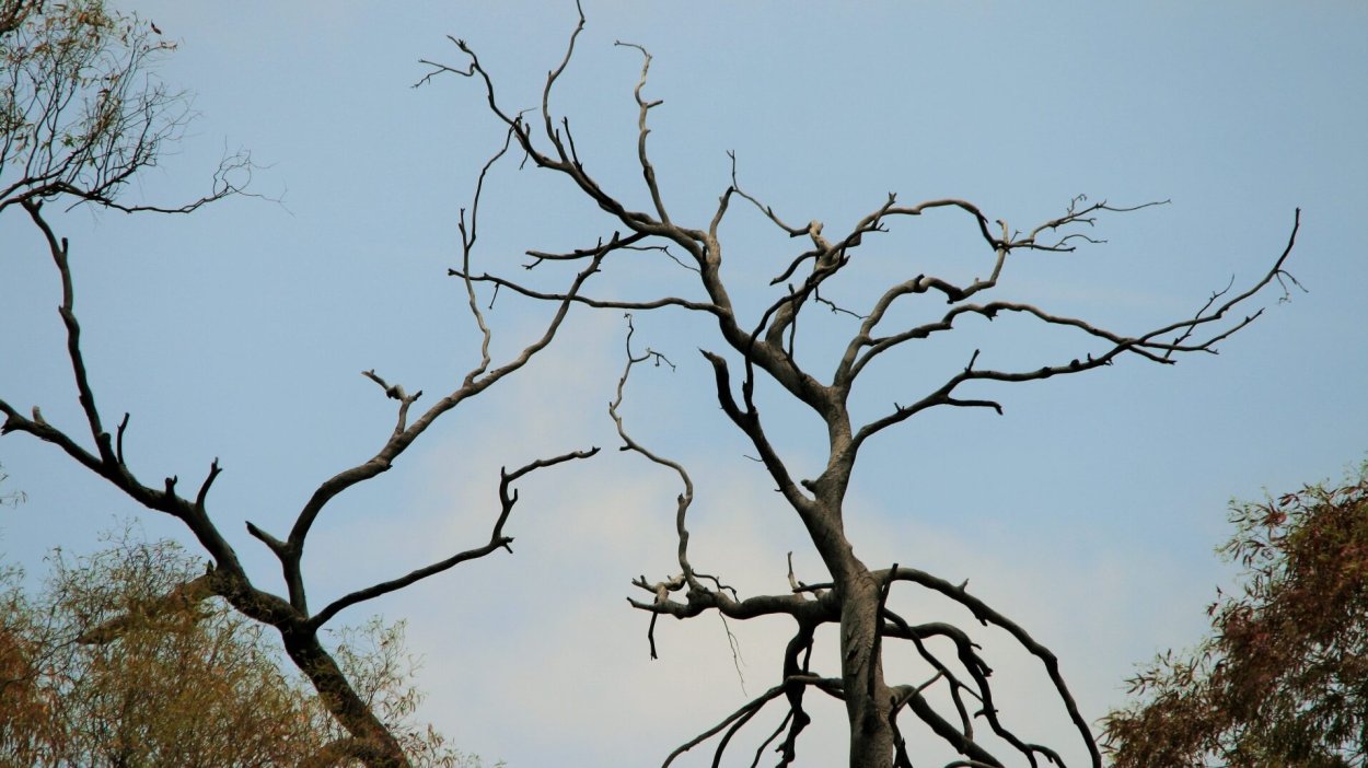 Старые сухие деревья