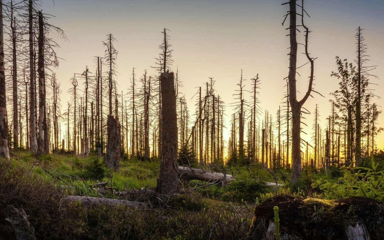 Лес гибнет