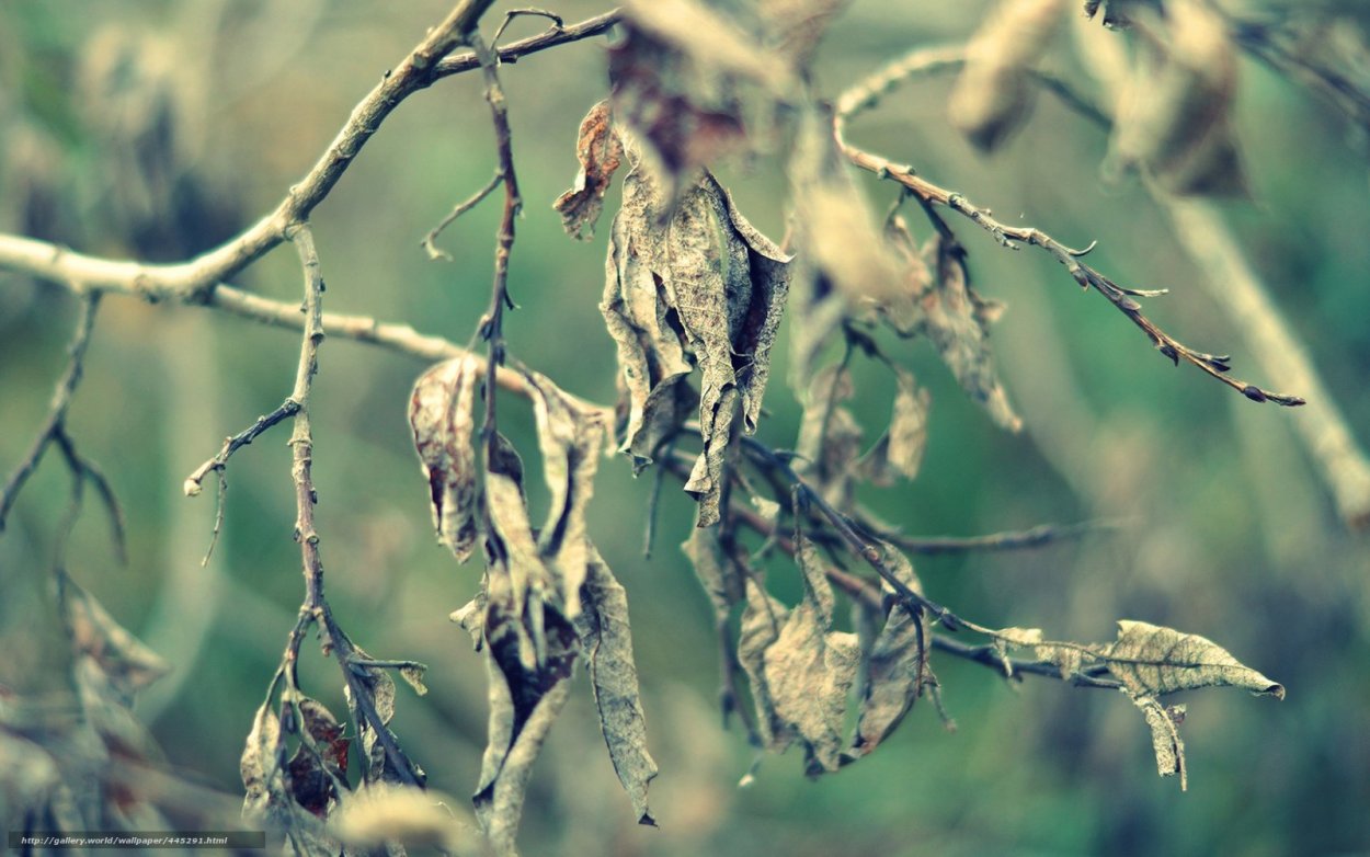 Ветвь с увядшими листами