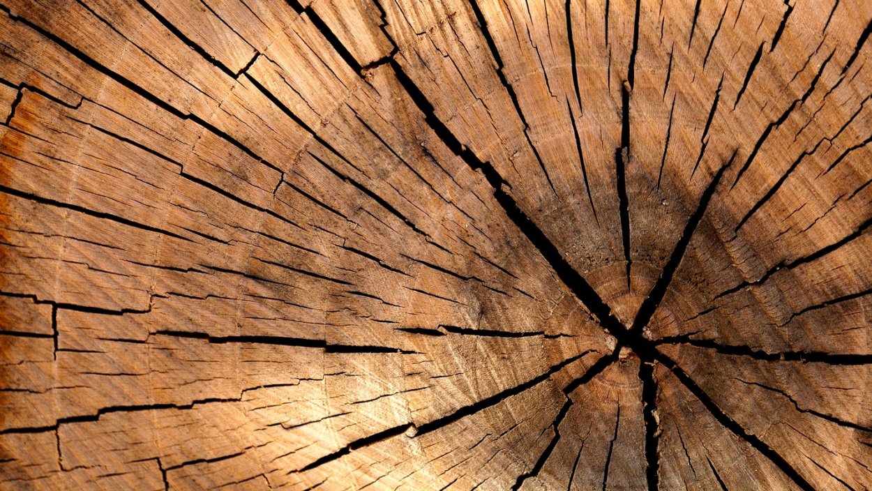 Ствол сосны