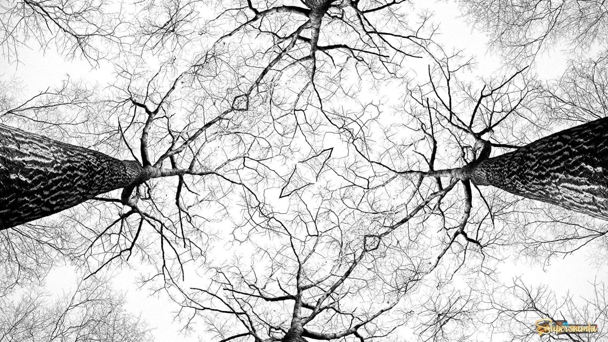 Поваленное дерево