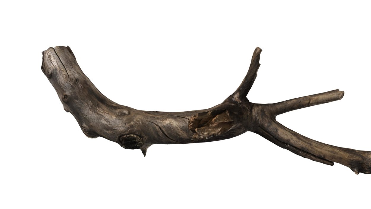 Сухие ветки