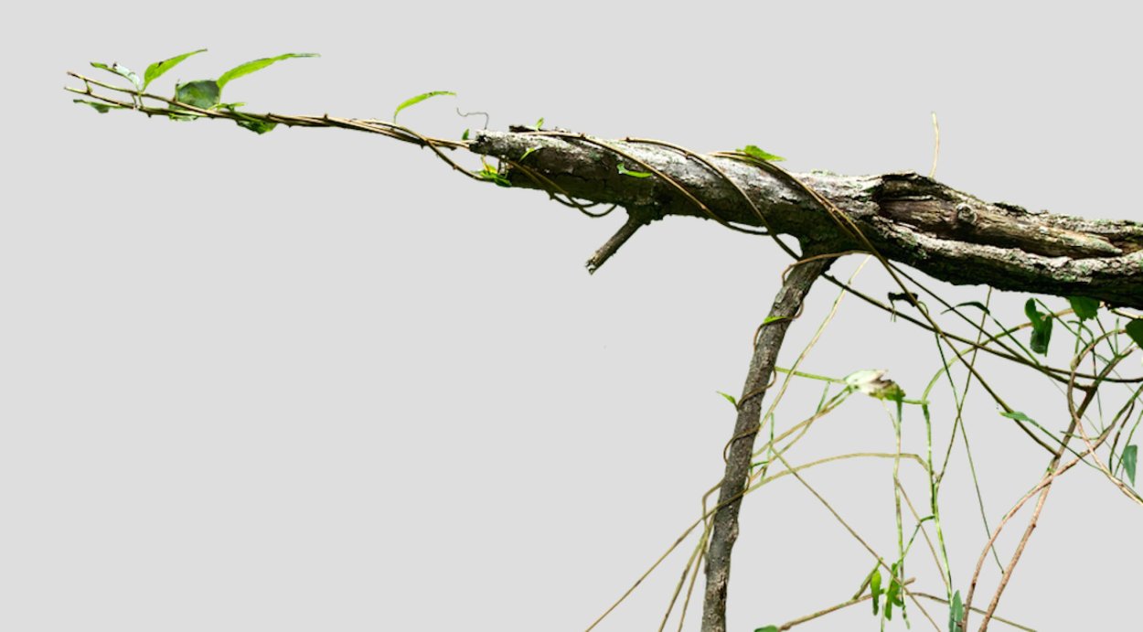 Ветка дерева на белом фоне