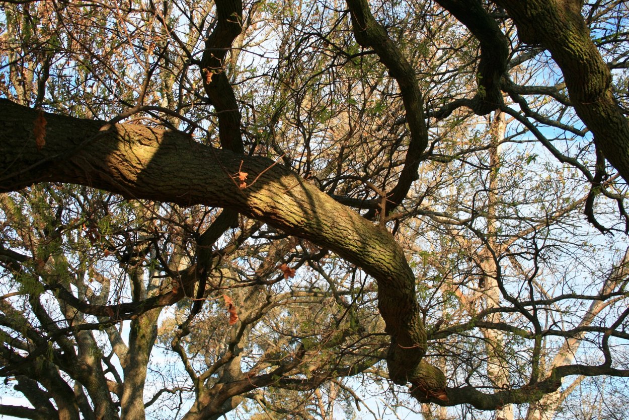 Густые ветки деревьев