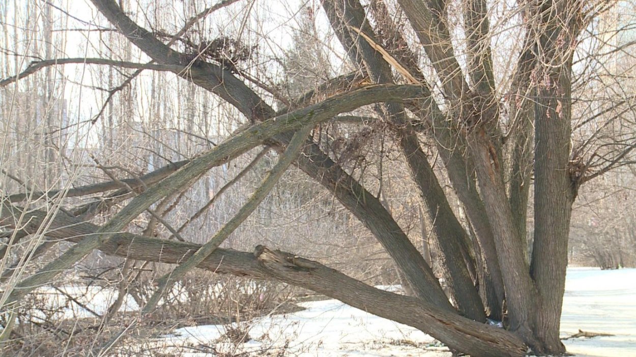 Толстая ветка дерева