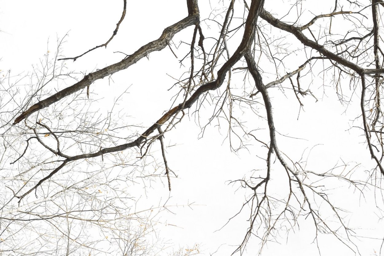 Ветка дерева