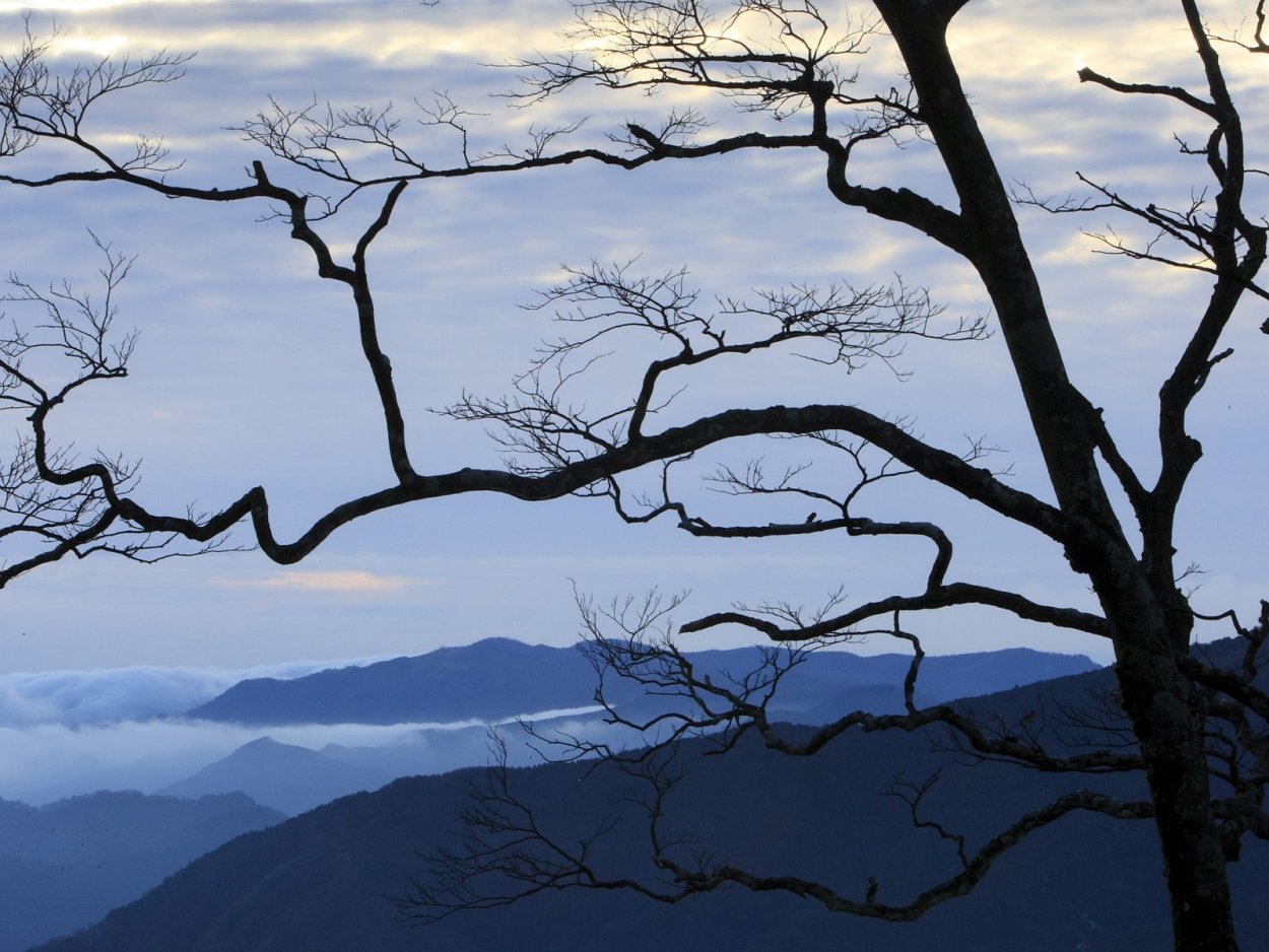 Пейзаж ветка