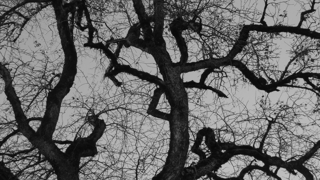 Мрачное дерево