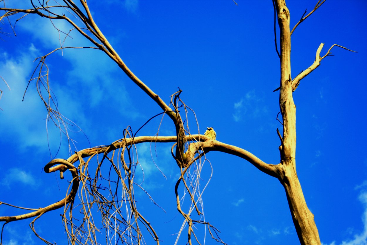 Сухие ветви деревьев