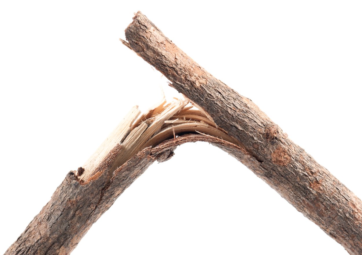 Сломанная ветка дерева