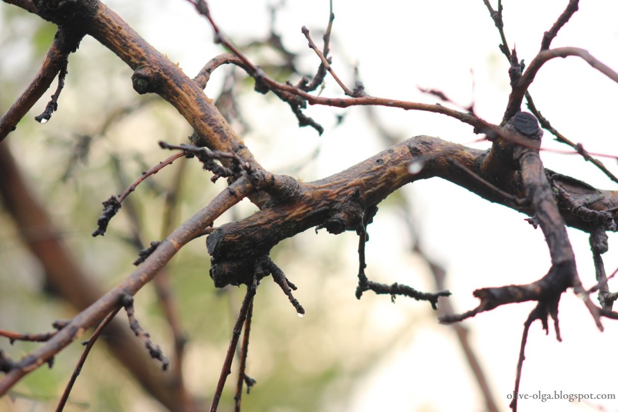 Усыхание ветвей