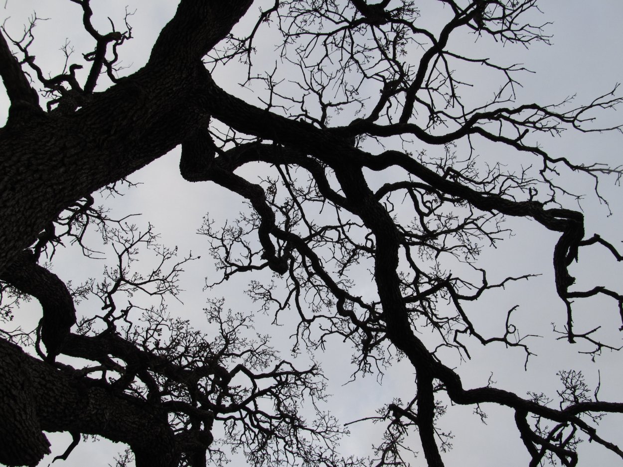 Черное дерево