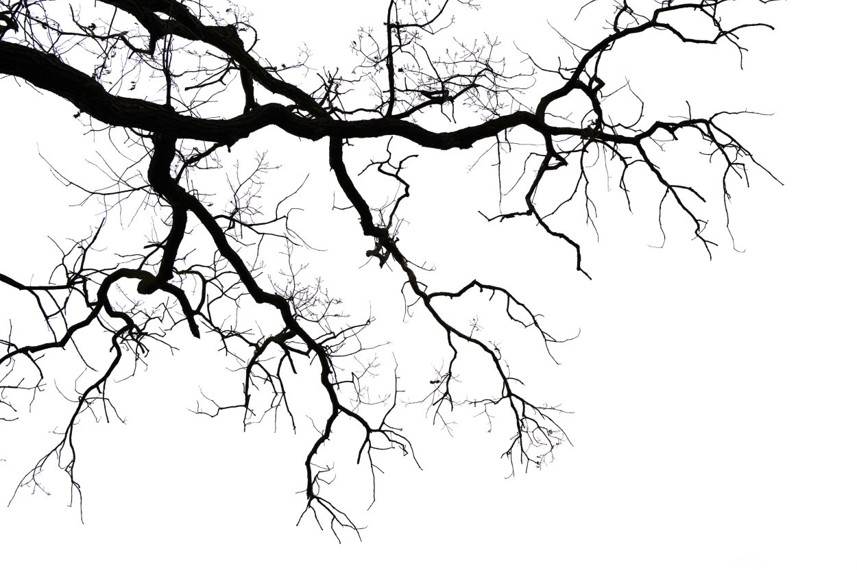 Черные ветки на белом фоне