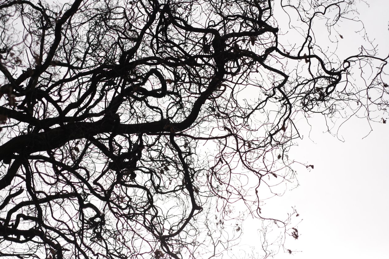 Ветви деревьев
