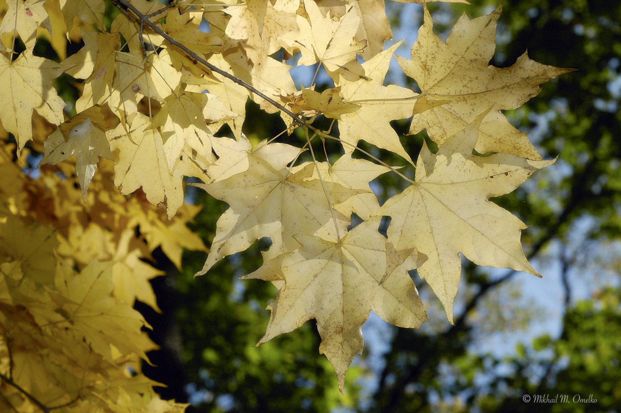 Клен боярышниколистный