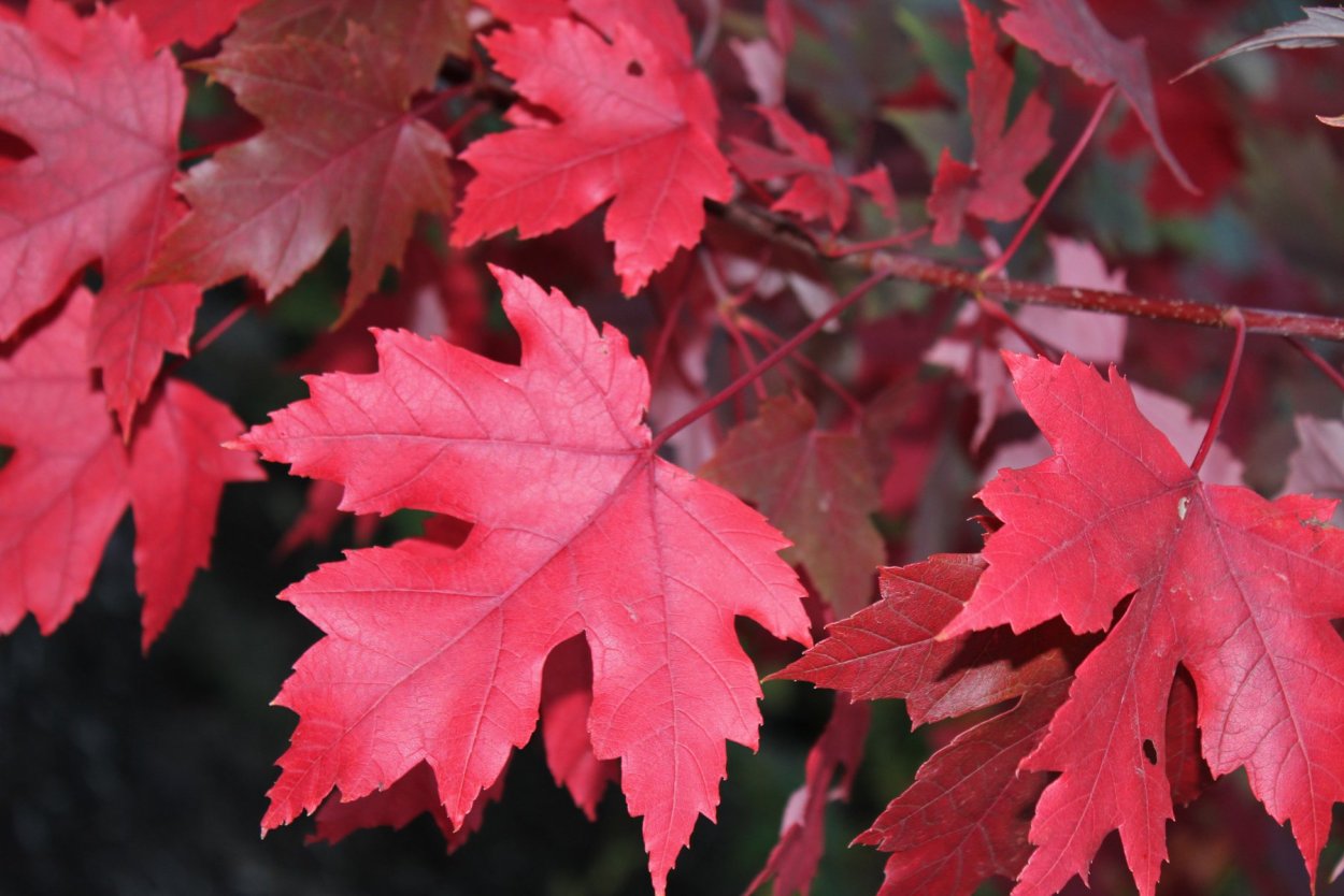 Клен серебристый Acer saccharinum