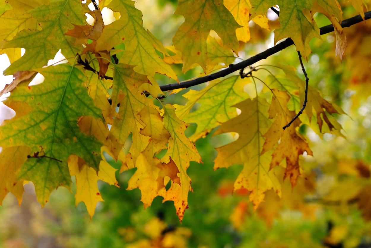 Канадский клен лист