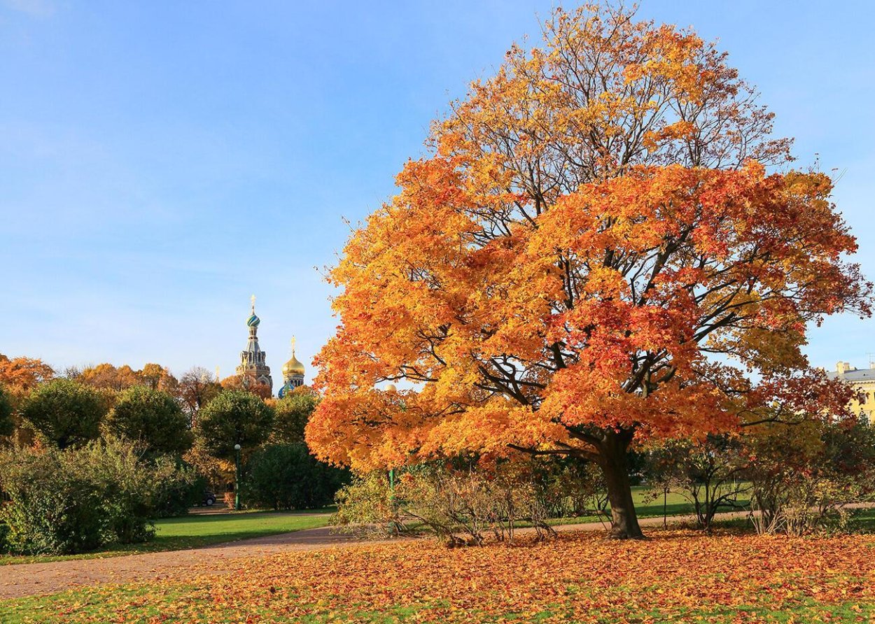 Клен канадский остролистный