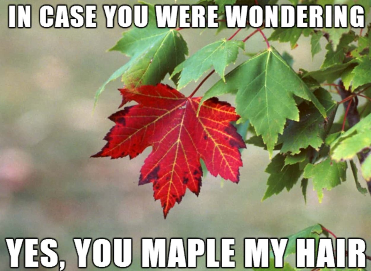 Листья калины осенью