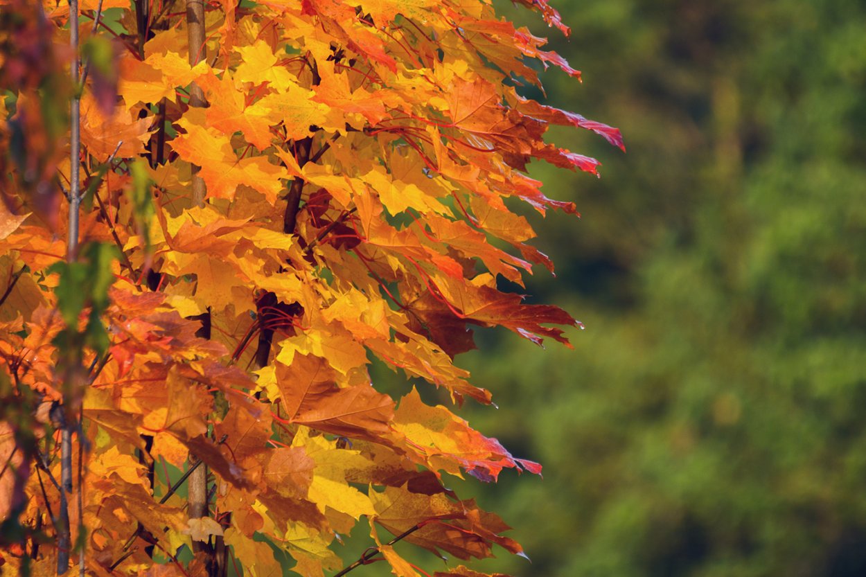 Светодиодное дерево клен