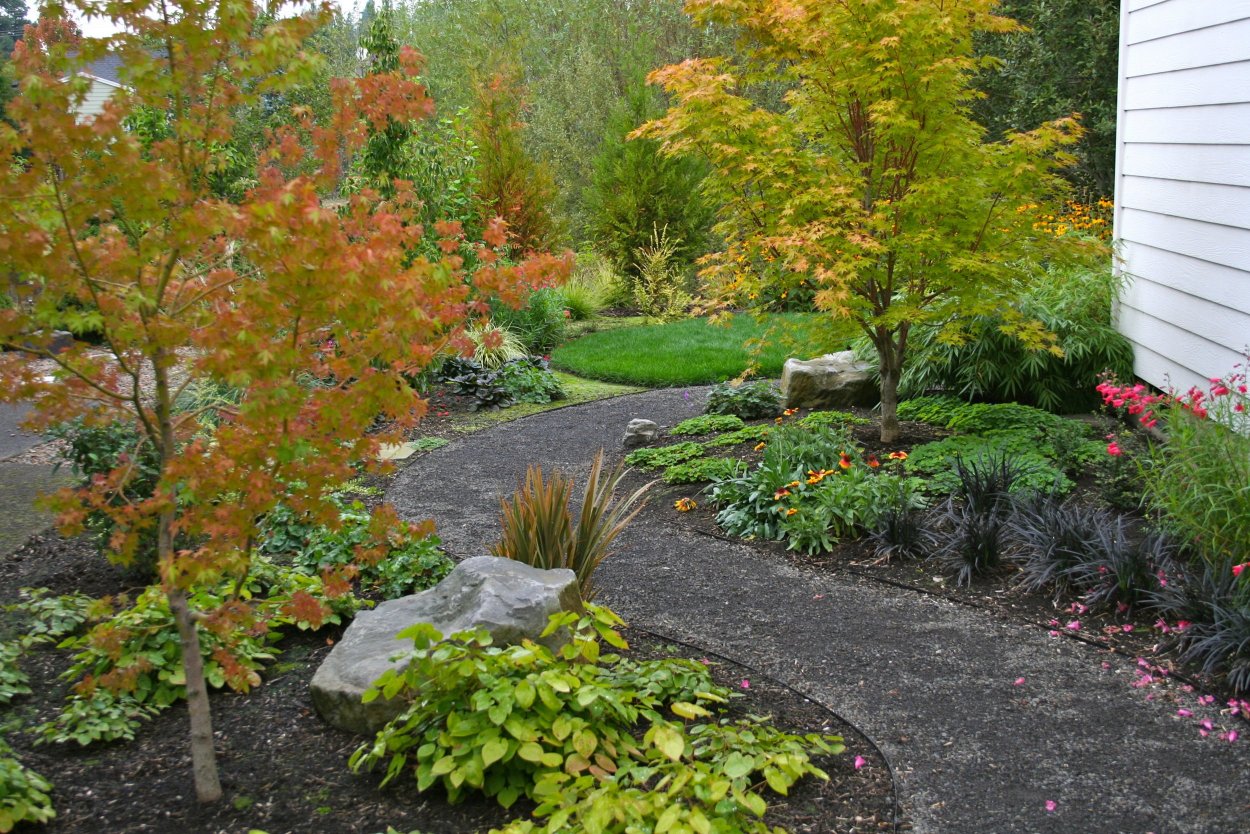 Клён Гиннала рокарий